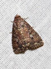 Condica capensis