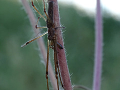 Tetragnatha nigrita