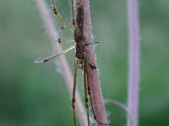 Tetragnatha nigrita