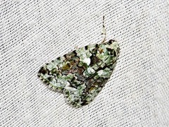 Blenina squamifera