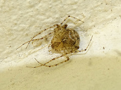 Mimetus laevigatus