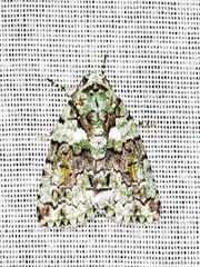 Blenina squamifera