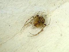 Mimetus laevigatus
