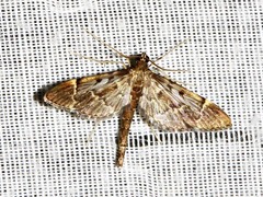 Duponchelia lanceolalis