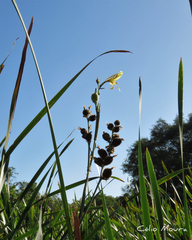 Canna glauca