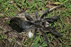 Ceratogyrus dolichocephalus