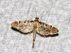 Duponchelia lanceolalis