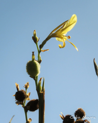 Canna glauca
