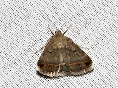 Acantholipes trimeni