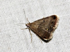 Acantholipes trimeni