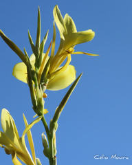 Canna glauca