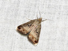 Acantholipes trimeni