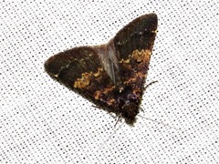 Hydrillodes uliginosalis