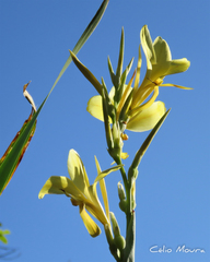 Canna glauca