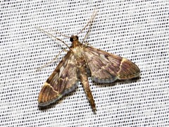 Duponchelia lanceolalis