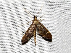 Duponchelia lanceolalis