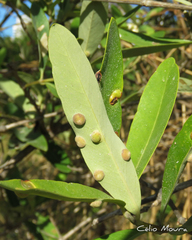 Cecidomyia avicenniae