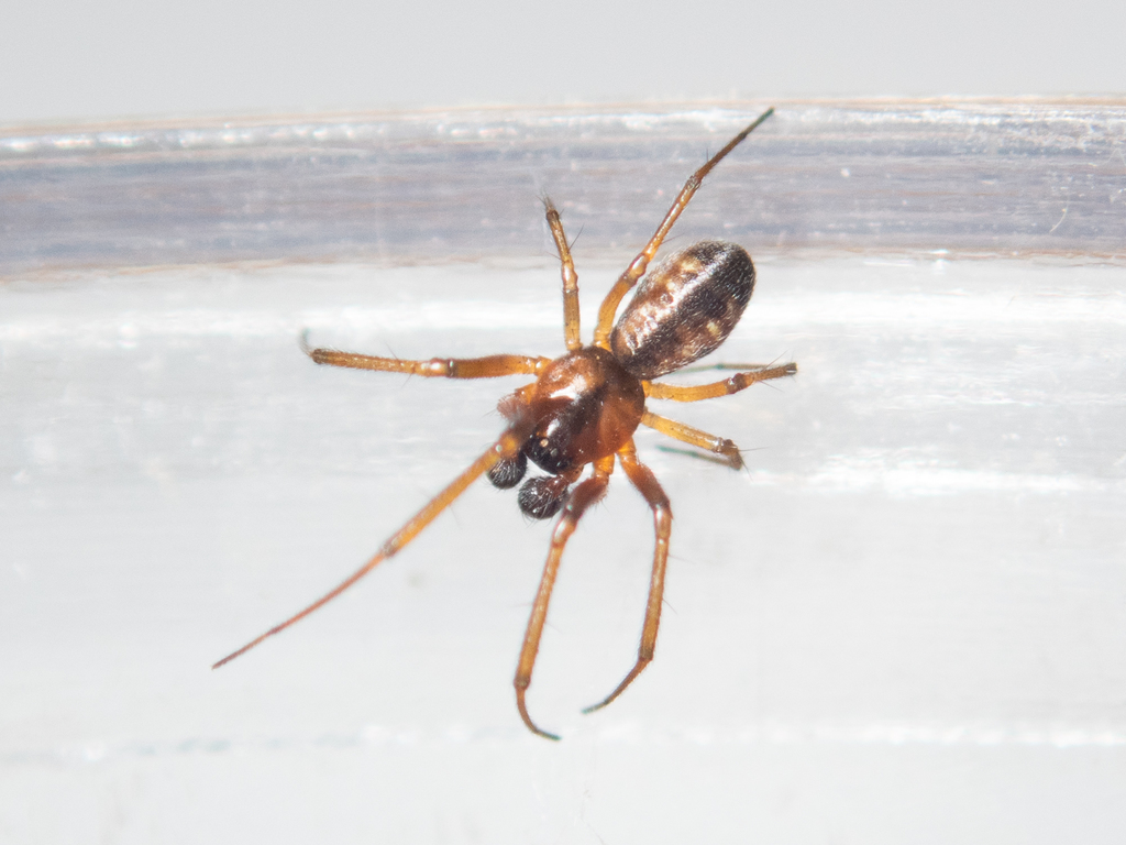 Prosoponoides sinense