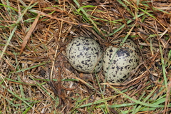 Chordeiles nacunda