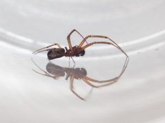 Prosoponoides sinense