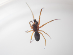 Prosoponoides sinense