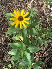 Helianthus debilis image