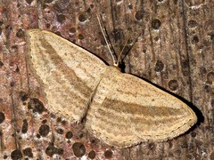 Scopula bigeminata
