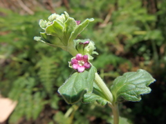 Valeriana kilimandscharica