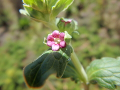 Valeriana kilimandscharica