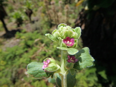 Valeriana kilimandscharica