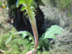 Valeriana kilimandscharica
