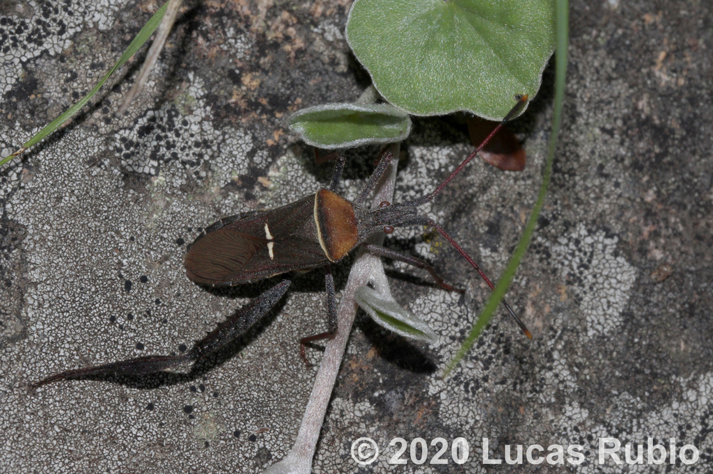 Leptoglossus crassicornis