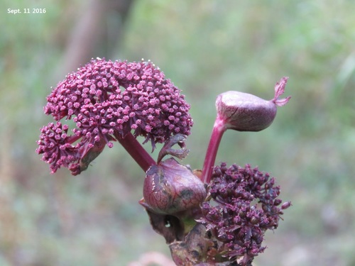 Korean angelica (Angelica gigas)