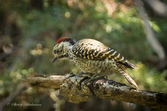 Chloropicus fuscescens