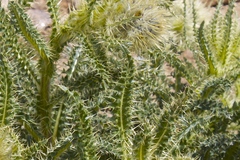 Cirsium scopulorum