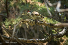 Chloropicus fuscescens