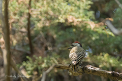 Chloropicus fuscescens