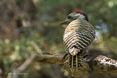 Chloropicus fuscescens