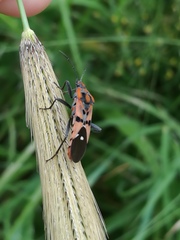Spilostethus macilentus