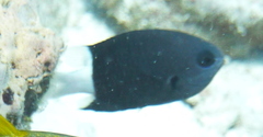 Pycnochromis margaritifer