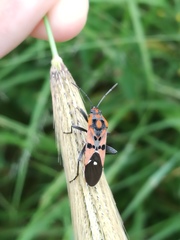 Spilostethus macilentus