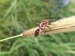 Spilostethus macilentus
