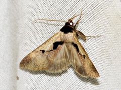 Anoba atriplaga