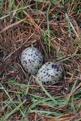 Chordeiles nacunda