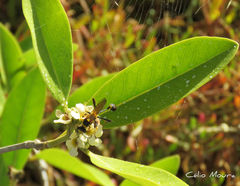 Sceliphron asiaticum