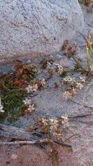 Pharnaceum cordifolium
