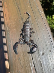 Opisthacanthus validus