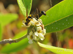 Sceliphron asiaticum