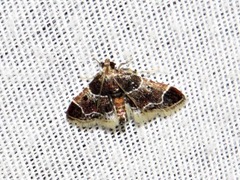 Pyralis albilautalis