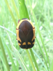 Pachnodella impressa